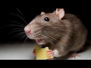 О нашествиях мышей (рассказывает биолог борис шефтель)