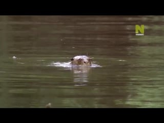 С водой и без воды 3 я серия пакайя самирия зеркальные джунгли / life in the great wetlands (2014)