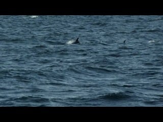 Iamamiwhoami «ripple» [hd 720]