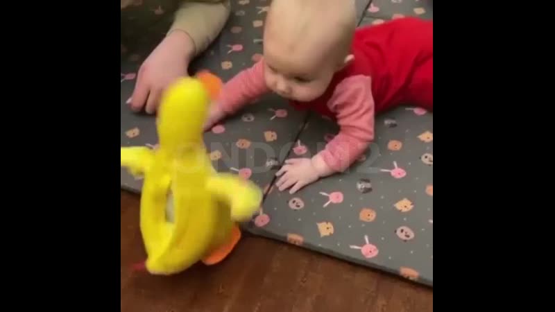 Стефан черно и утёнок