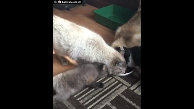 Хитрый лисёнок