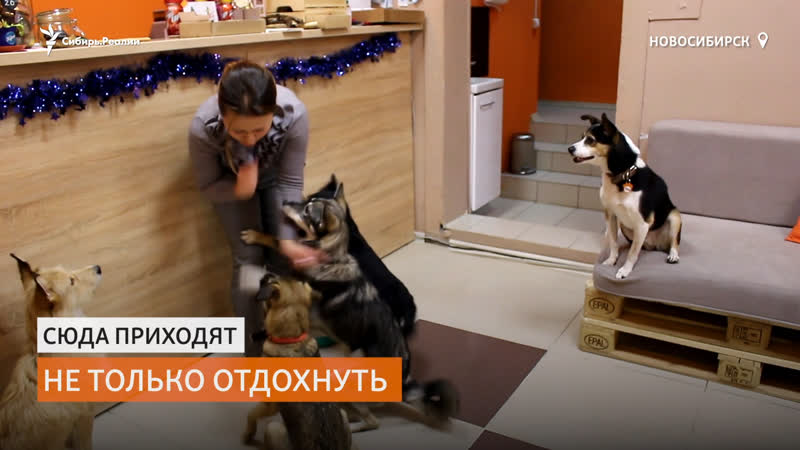 Первое в россии кафе откуда можно забрать молодые | cибирь реалии