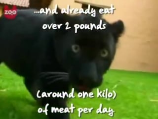 Cute baby black panthers