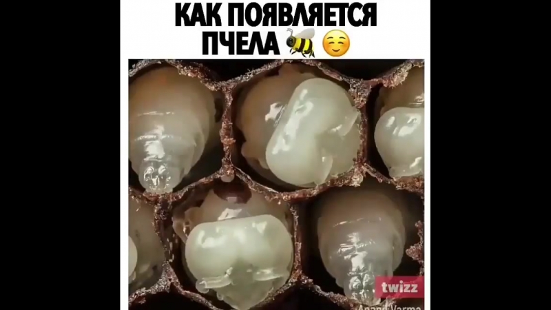 Пчела porn video – Как появляется пчела