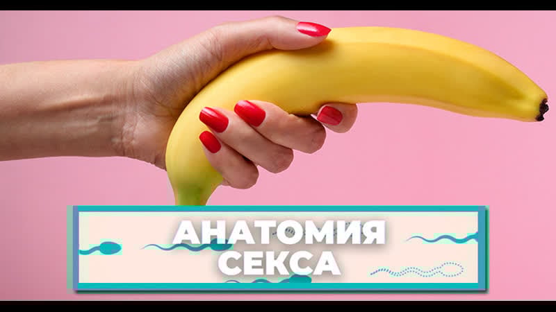 «анатомия секса» мифы о половом члене, которые мешают получать удовольствие