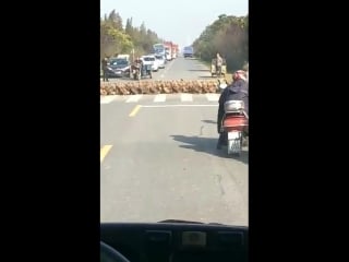 Утиный парад