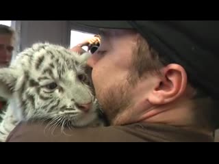 Baby white tiger's mother wouldn't take care of him so the zookeepers did