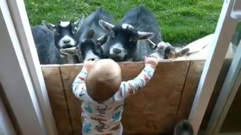 Какие чудесные козлята