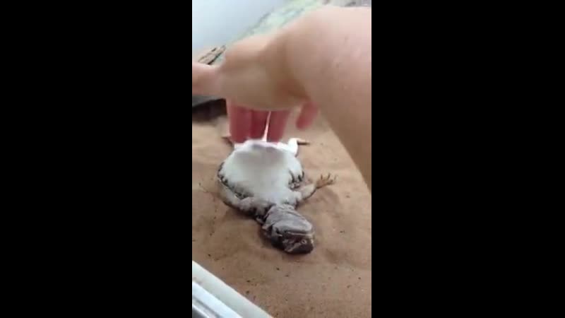 Mali asking fоr bеlly rub!