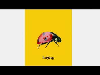 Porn african savannah and insects for sex learn sounds and names wild hot and insects