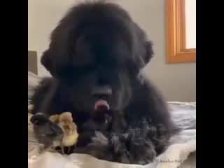 Newfoundland with his chicks!