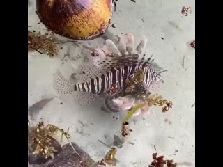 Александра оганесян (черно)