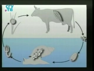 Опасные паразиты человека плоские черви