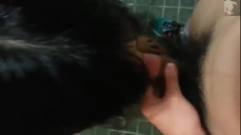 Japon sarhoş kız kardeşinin ağzına boşalıyor