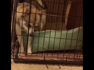 Husky vs white fox #coub#bestcoub #коуб #подборка #приколы #gamecoub #girlscoub #coub2018 #vine2018 #секси