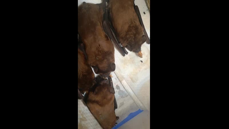 Две рыжие вечерницы дружно поедают личинку зофобаса