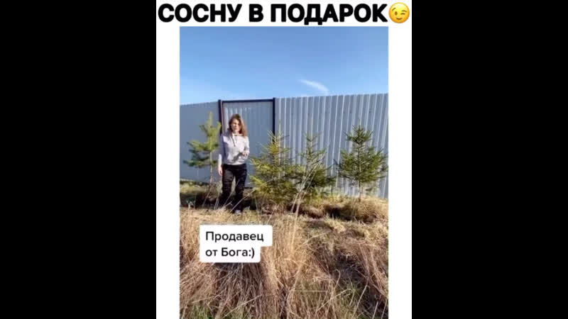 Сосну в подарок