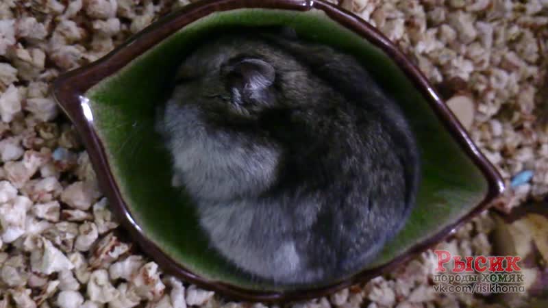 Хомки спят