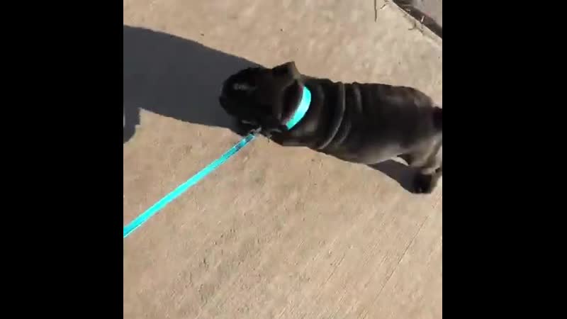 Ig билла