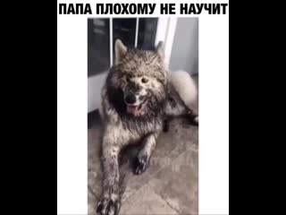 Папа плохому не научит! ))