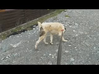 Видео от волкодавы кааза, азии только тяжи и супертяжи