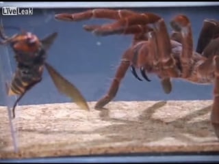 Паук птицеед тарантул против японского шершня (king baboon tarantula vs asian giant hornet)