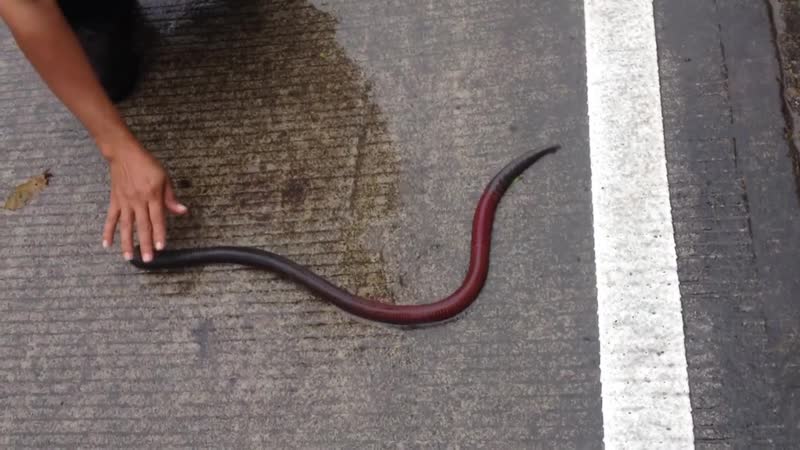 Супер червь