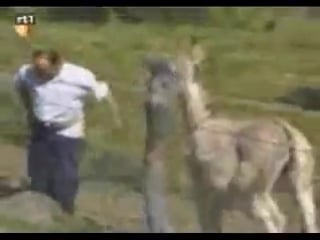 Осёл хочет мужика)