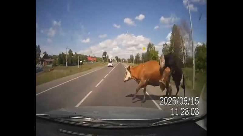 Сбил двух ебущихся коров