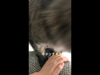 Takagi manpei / shinpei