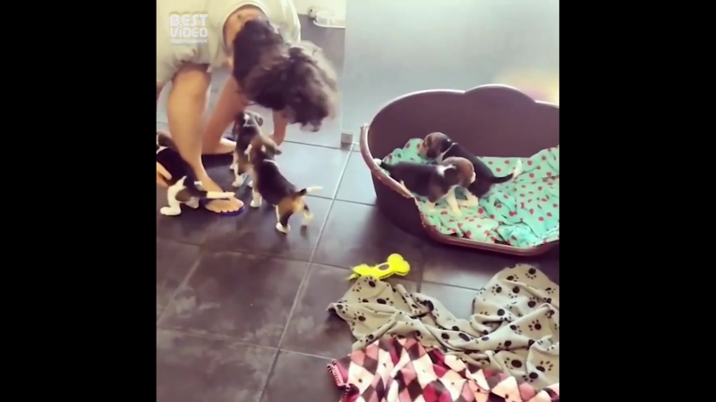 Бигли такие лапочки