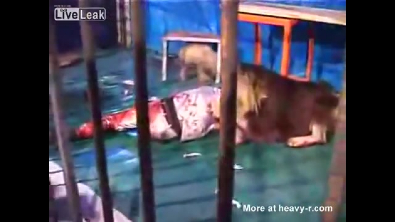 Лев загрыз дрессировщика (турция)