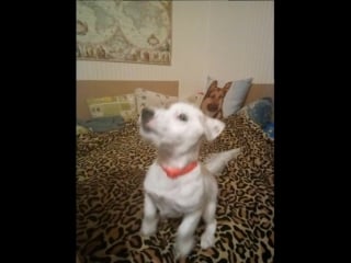 Trim 20180322 025443 mp4