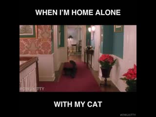Home alone with cat