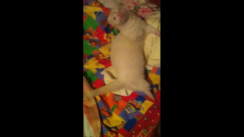 Беляш и козлик