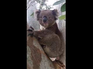 Koala chokes on own mating call