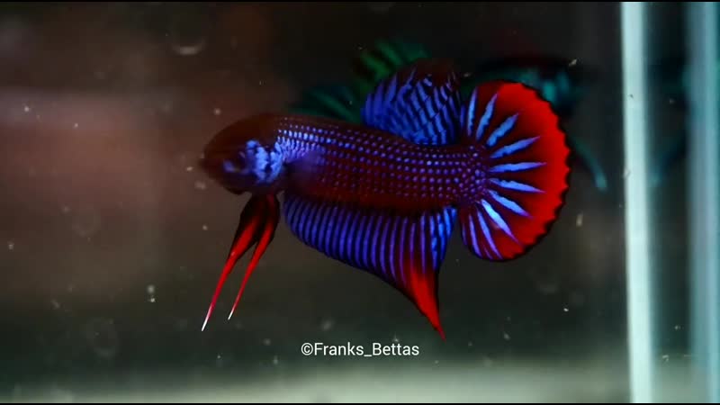 Bloodlines porn video – The most beautiful wild bettas compilation best captive bred bloodlines by franksbettas mp4