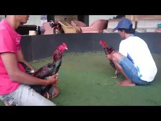 Mov 0496 mp4