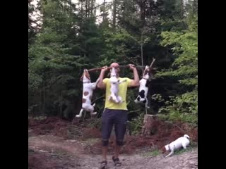 Crazy jack russel terrier family 😂