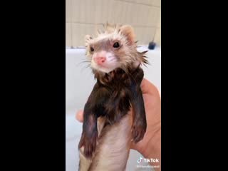 Ferret bath