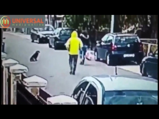 Hero stray dog saves an innocent woman from a street mugger