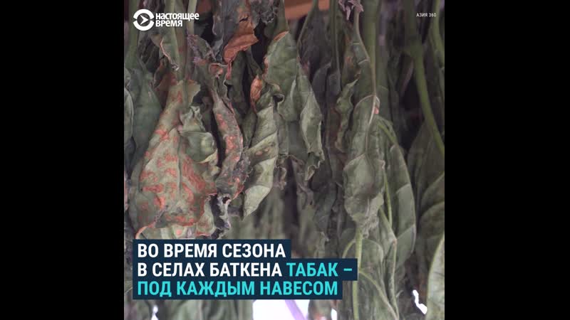 Что такое насвай и почему в кыргызстане он популярнее сигарет