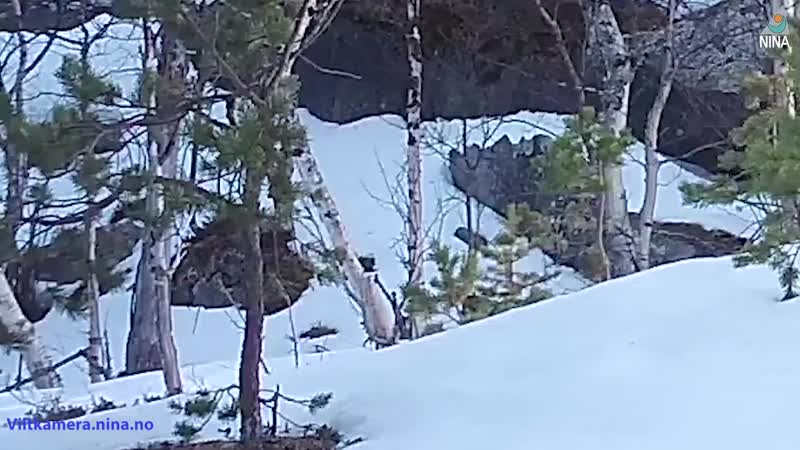 Рысь против росомахи