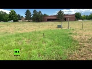 Quak accident, firefighters rescue ducklings with help of duck video from sewerage