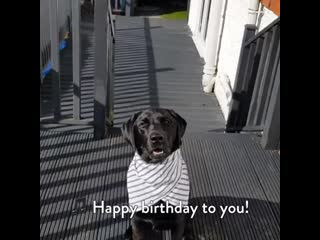 Special birthday treat for the best doggo