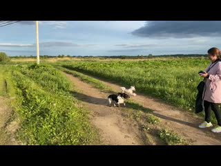 Видео от tibetn mastiff и chinese crested в твери