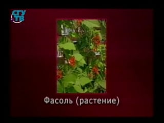 Пищевые растения урок 1 6 зернобобовые и жирномасличные культуры