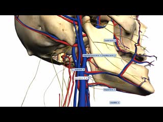 Foramina of the skull and structures that pass through anatomy tutorial part 2