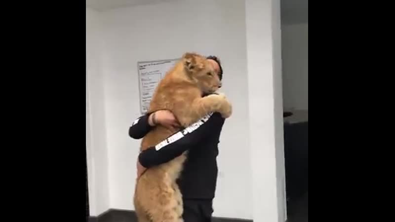 Львенок соскучился по своему другу