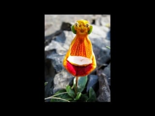 Flowers that look like porn,insects and people